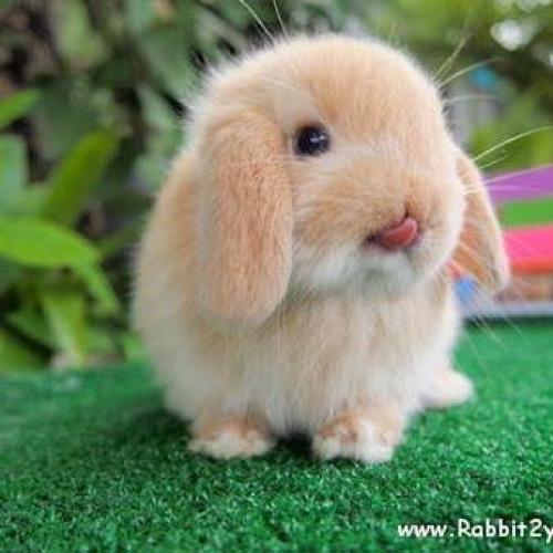 สมาชิกหมายเลข 4719778