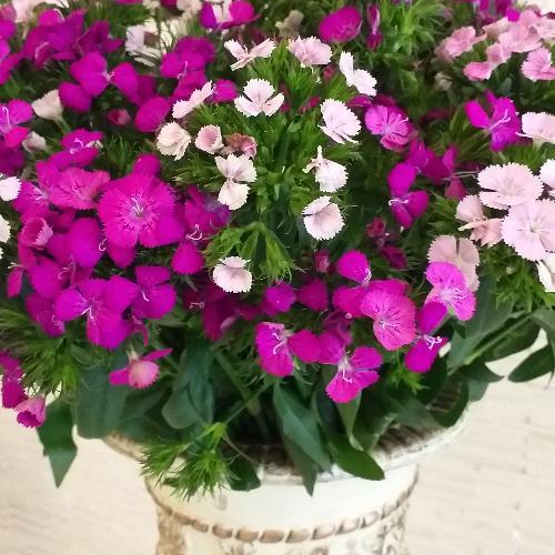 สมาชิกหมายเลข 5482998