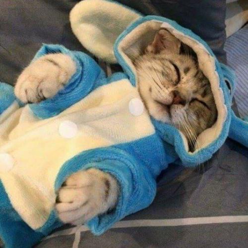 สมาชิกหมายเลข 4523771