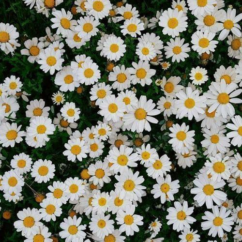 สมาชิกหมายเลข 6006511