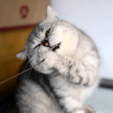 สมาชิกหมายเลข 4353488