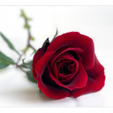 สมาชิกหมายเลข 1918284