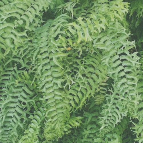 สมาชิกหมายเลข 4751193