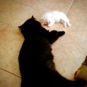 สมาชิกหมายเลข 2686357