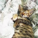 สมาชิกหมายเลข 2375697