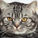 สมาชิกหมายเลข 5484292