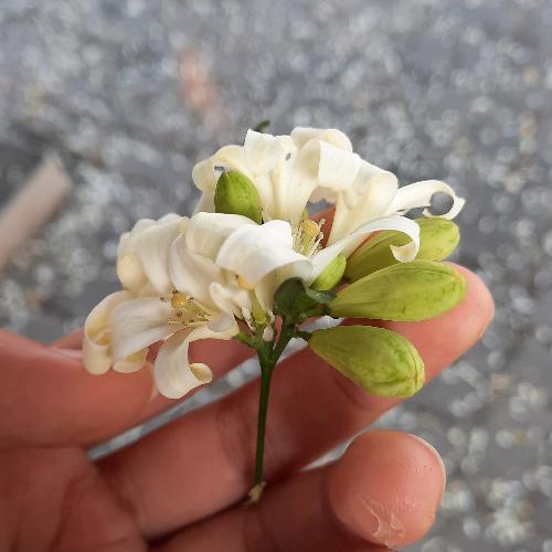 สมาชิกหมายเลข 5254108