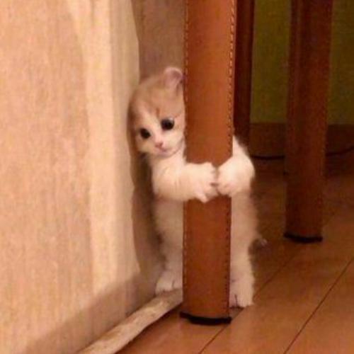 สมาชิกหมายเลข 6077755