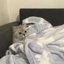 สมาชิกหมายเลข 4354337