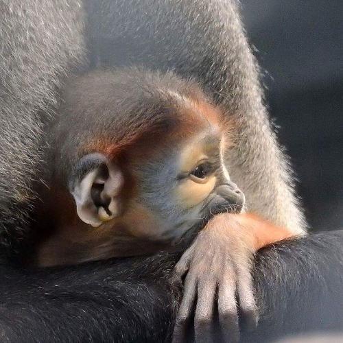 สมาชิกหมายเลข 4621688