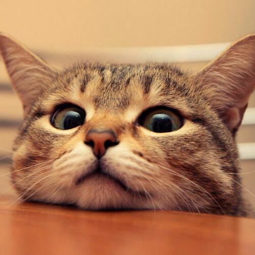 สมาชิกหมายเลข 4721004