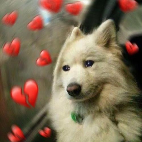 สมาชิกหมายเลข 4850494