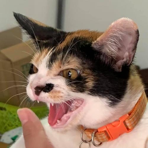 สมาชิกหมายเลข 4005679