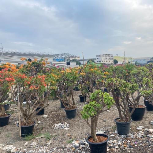 นายเอชาวไร่