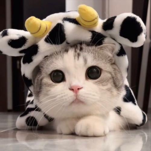 สมาชิกหมายเลข 3732263