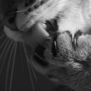 สมาชิกหมายเลข 4355004