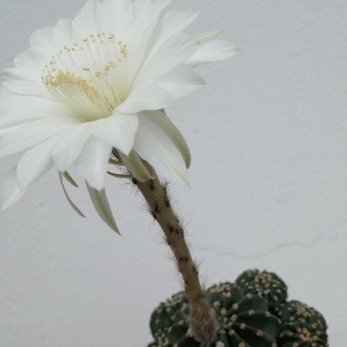 สมาชิกหมายเลข 4796226