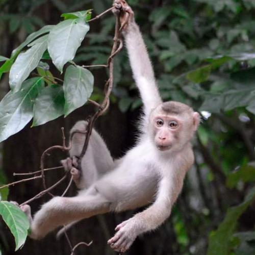 เจมมี่1994