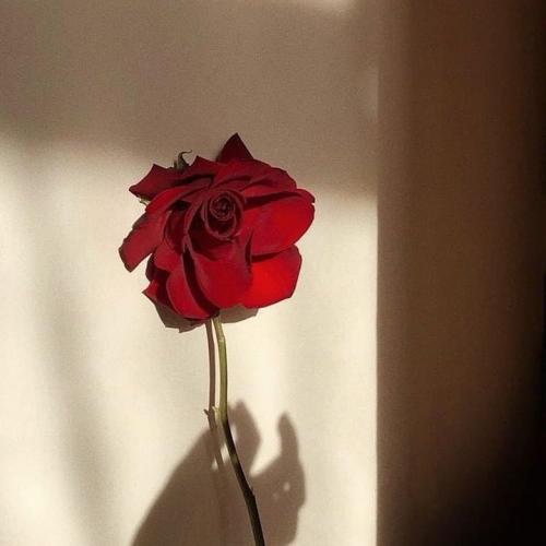 สมาชิกหมายเลข 7347797