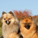 สมาชิกหมายเลข 4355426