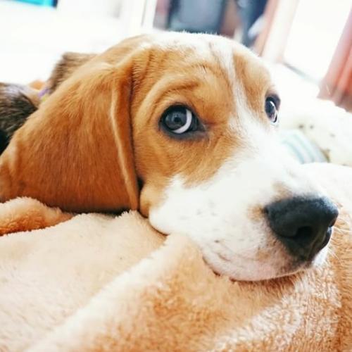 สมาชิกหมายเลข 4455568