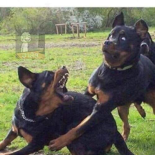 สมาชิกหมายเลข 5093495