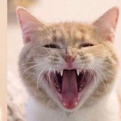 สมาชิกหมายเลข 5484668