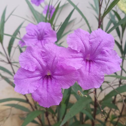 สมาชิกหมายเลข 4441519