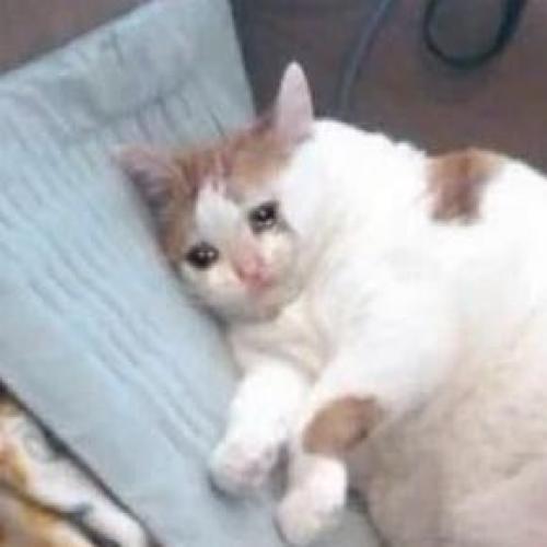 สมาชิกหมายเลข 5389524