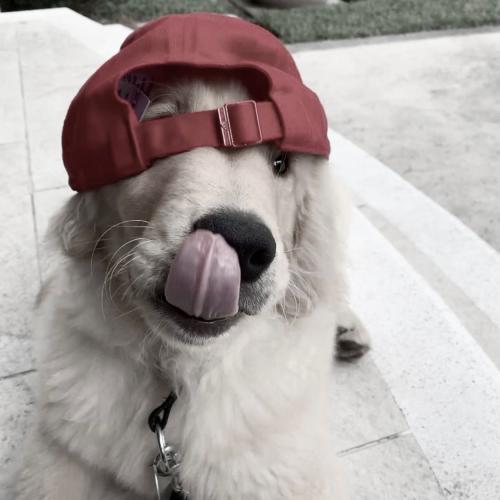 สมาชิกหมายเลข 5265811