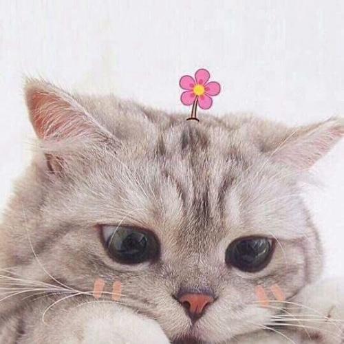 สมาชิกหมายเลข 4738719