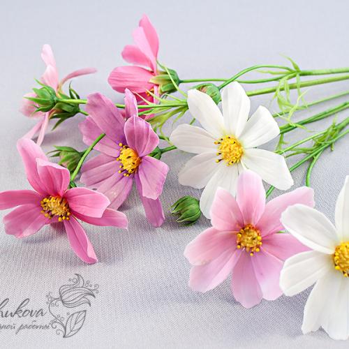 สมาชิกหมายเลข 6636257