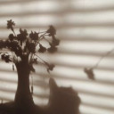 สมาชิกหมายเลข 5095416