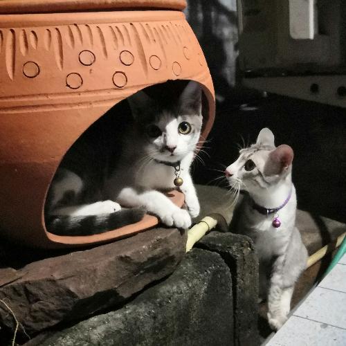 เลี้ยงแมวชื่อมู่