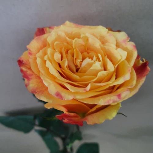 สมาชิกหมายเลข 6637657