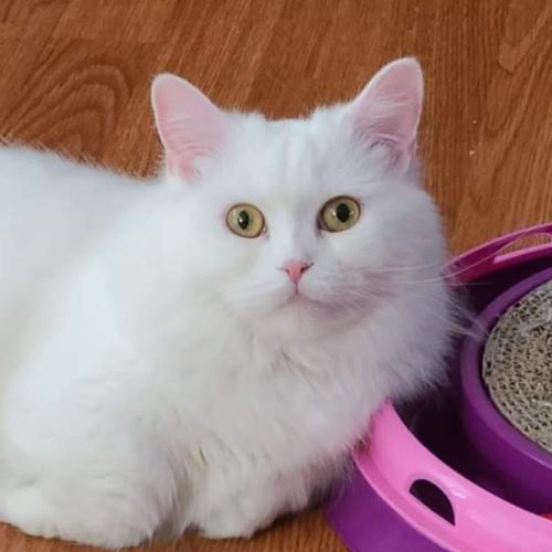 สมาชิกหมายเลข 2440535