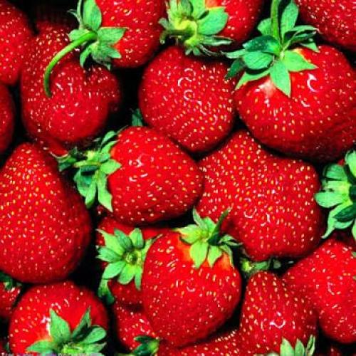 สมาชิกหมายเลข 4356936