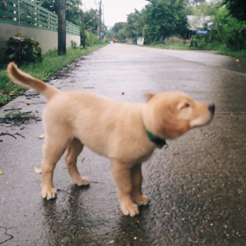 สมาชิกหมายเลข 4483797