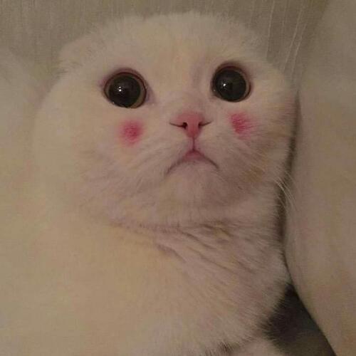 สมาชิกหมายเลข 4723457