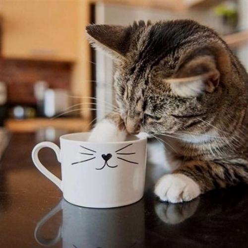 สมาชิกหมายเลข 4818516