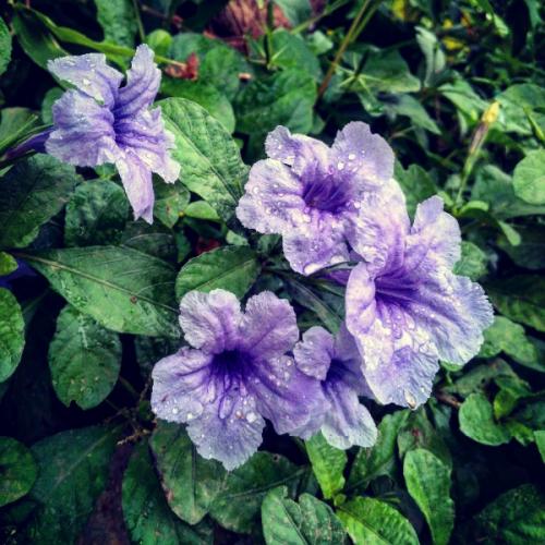 สมาชิกหมายเลข 5096602