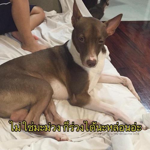 สมาชิกหมายเลข 5198950