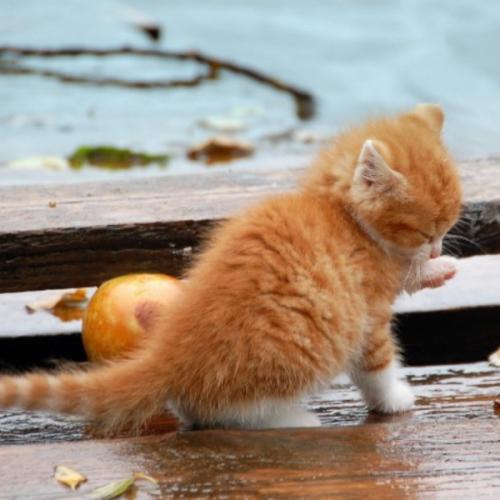 สมาชิกหมายเลข 4242726