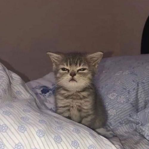 สมาชิกหมายเลข 7338696