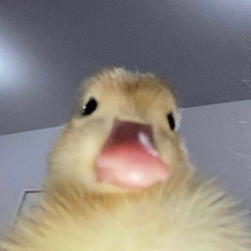 สมาชิกหมายเลข 7382765