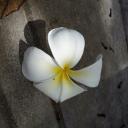 สมาชิกหมายเลข 2450752