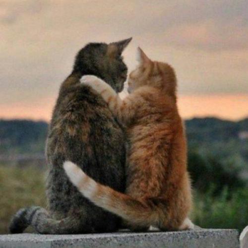 ต้นไม้ในกระถาง