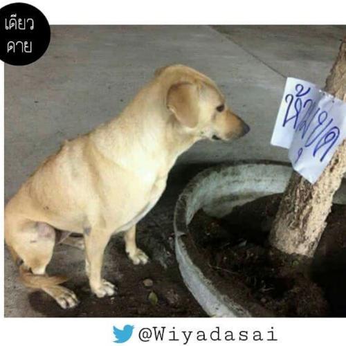 สมาชิกหมายเลข 4724634