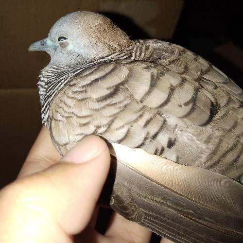 สมาชิกหมายเลข 5488780