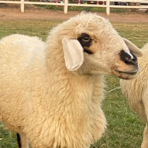 สมาชิกหมายเลข 4975400